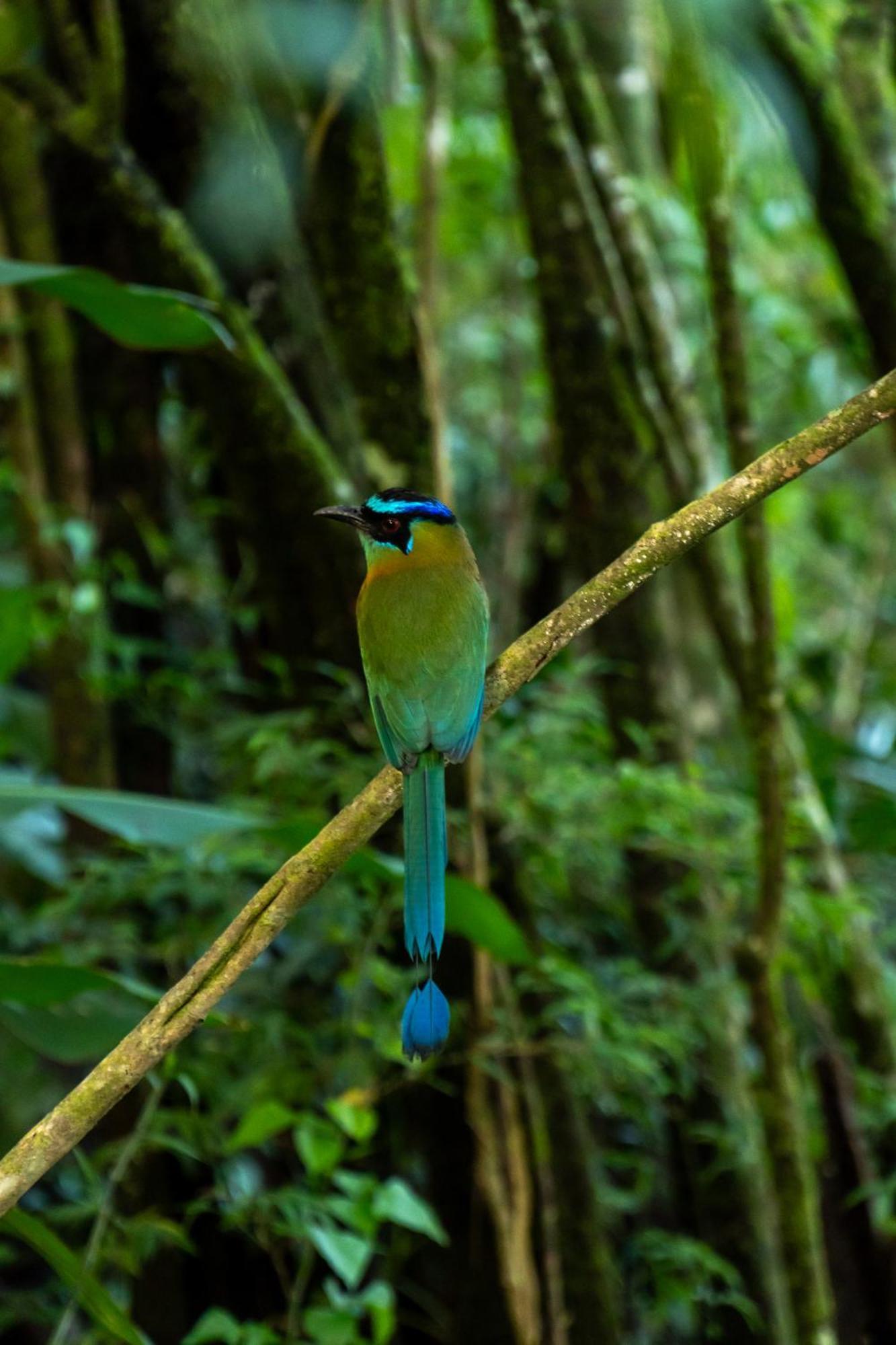 Koora Monteverde A Cloud Forest Hotel By Sandglass Exterior foto